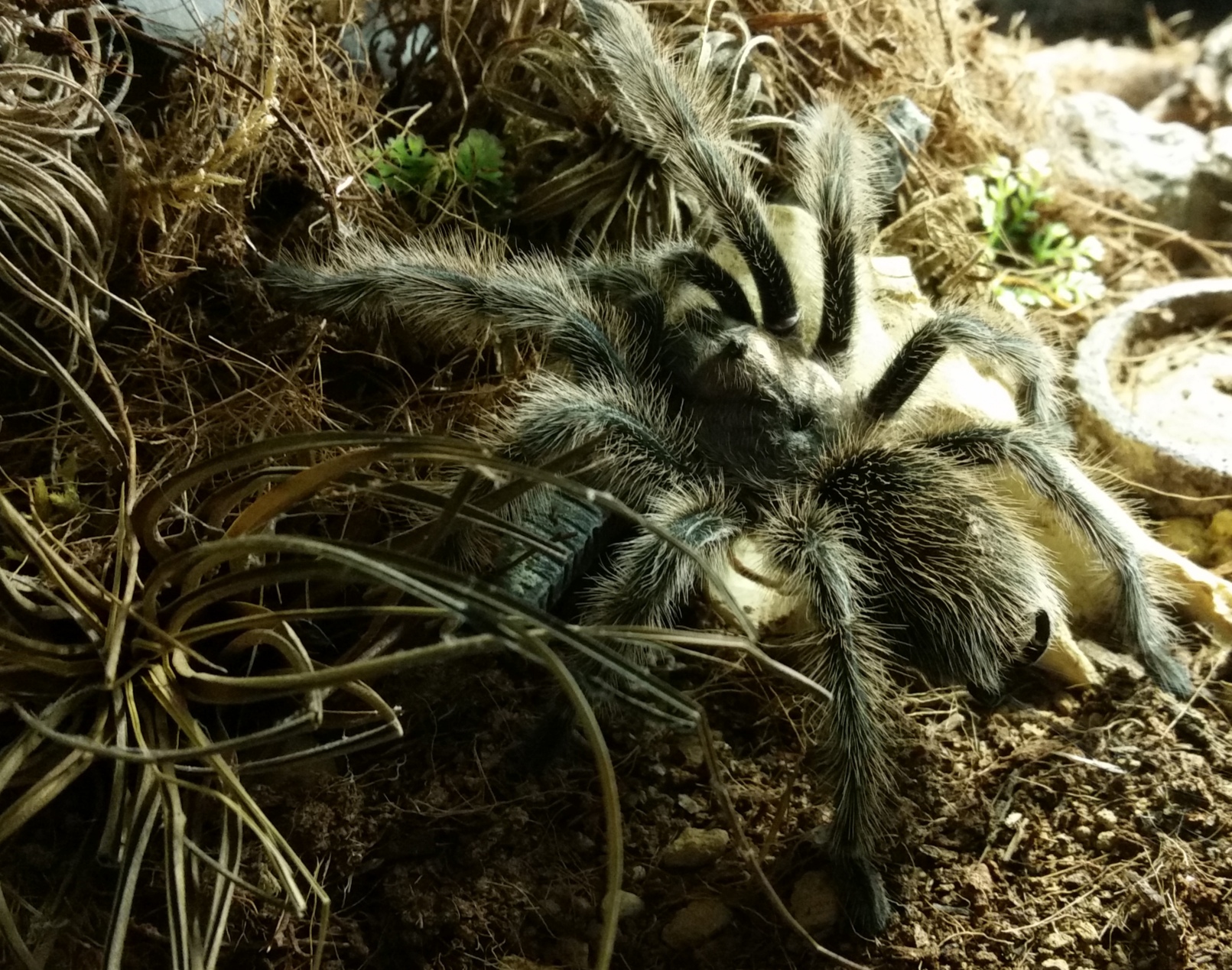 Graue Chile Vogelspinne - Grammostola rosea NCF ex.Grammostola porteri