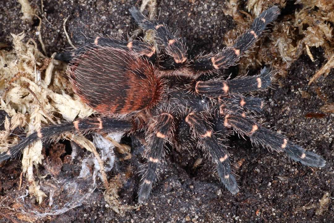 Gold-gebänderte Zwergvogelspinne - Neischnocolus sp.Panama