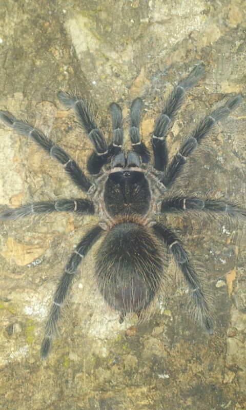 Brasilianische Riesenvogelspinne - Lasiodora parahybana