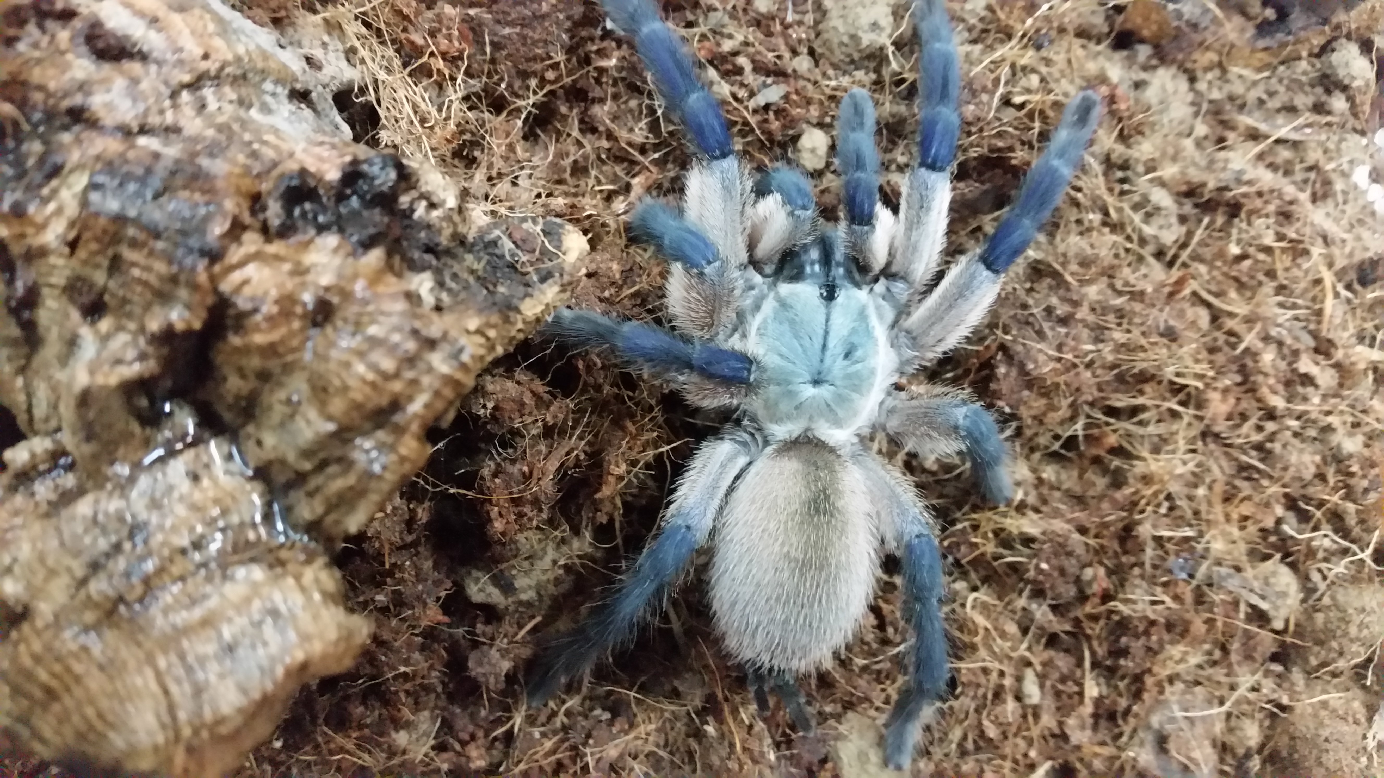 Blaue Jemen-Vogelspinne - Monocentropus balfouri