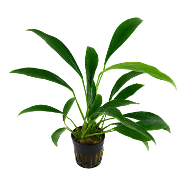 Tropica - Anubias barteri var. angustifolia