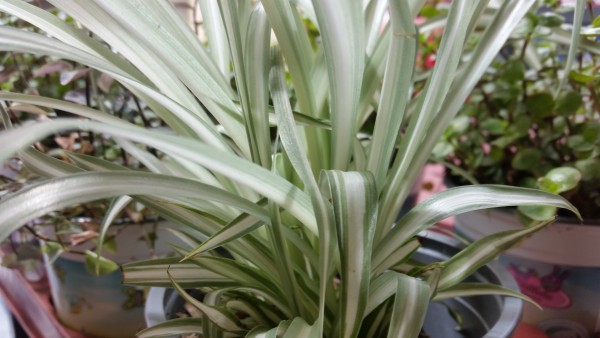 Grünlilie/Futterpflanze - Chlorophytum comosum