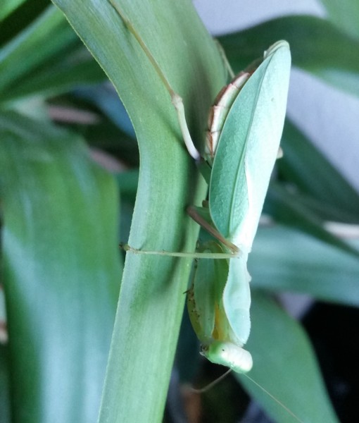 Ghana-Gottesanbeterin - Sphrodomantis lineola