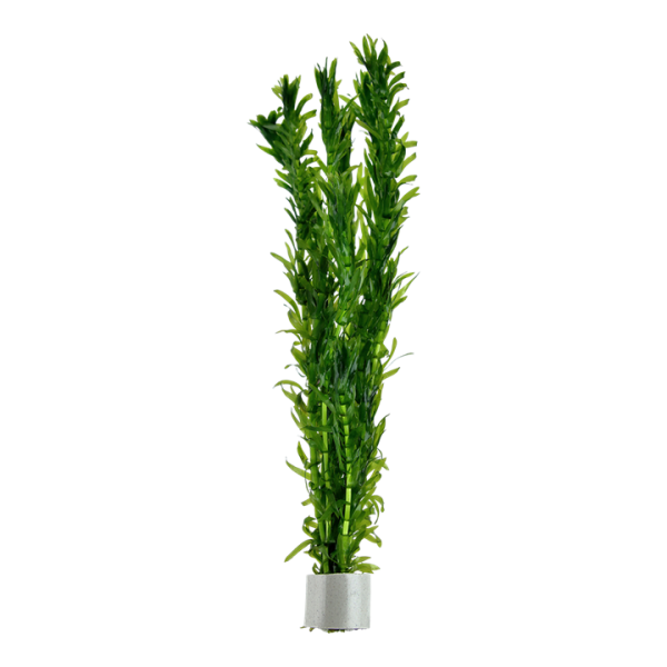 Tropica - Bundpflanze Egeria densa