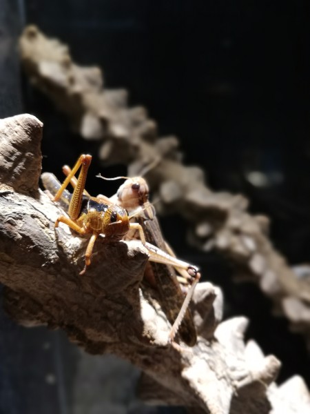 Wanderheuschrecken - Locusta migratoria