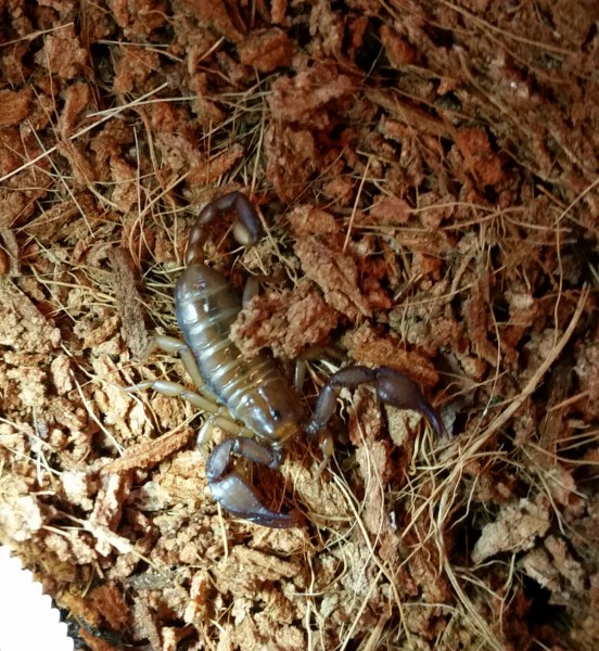 Triestiner Skorpion - Euscorpius tergestinus
