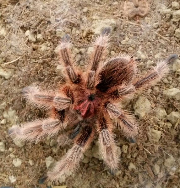 Rote Chile Vogelspinne - Grammostola rosea