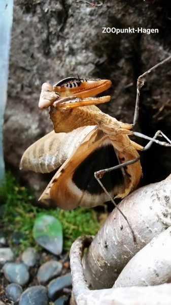 ANGEBOT Totes-Blatt-Mantis - Deroplatys desiccata L1