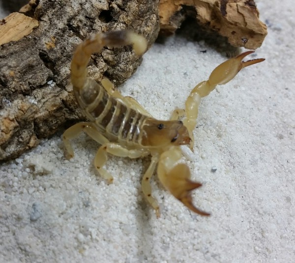 Mauretanischer Skorpion - Scorpio maurus