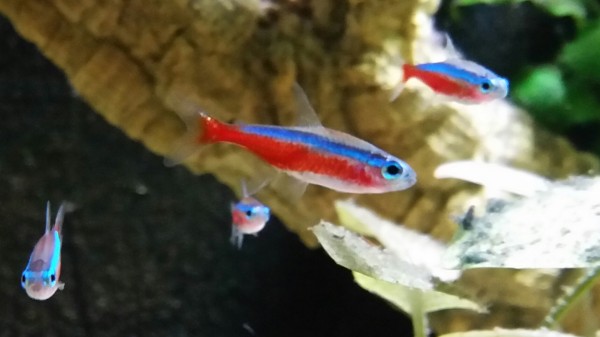 Roter Neon - Paracheirodon axelrodi