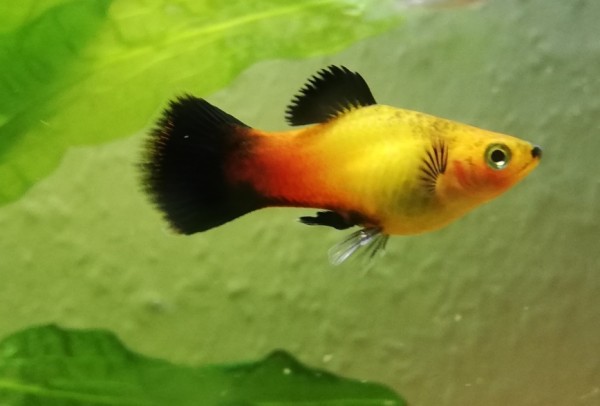 Deutschland-Platy - Xiphophorus maculatus