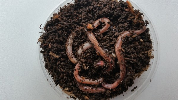 Rotwürmer - Dendrobaena veneta