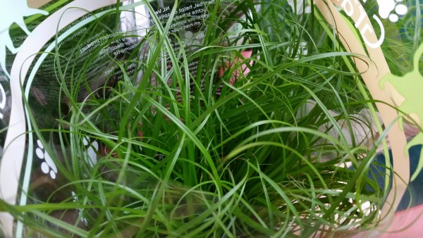 Katzengras Futterpflanze - Cyperus zumula