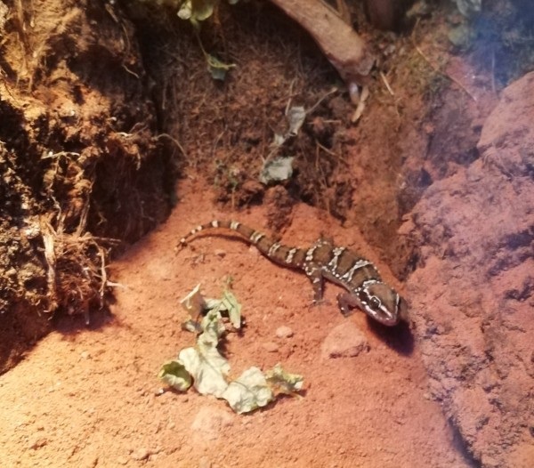 Termitenhügel-Gecko - Hemidactylus triedrus