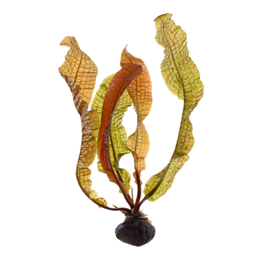 Tropica - Aponogeton boivinianus